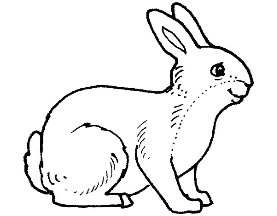 Раскраска  кролик, домашний кролик, маленький кролик, пушистый кролик. Скачать Кролик.  Распечатать Кролик