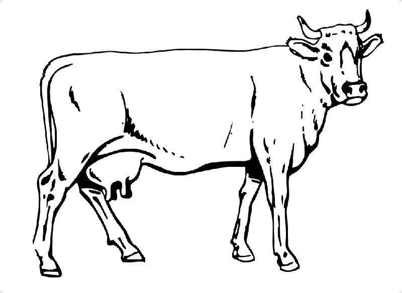 Раскраска Корова. Домашние животные