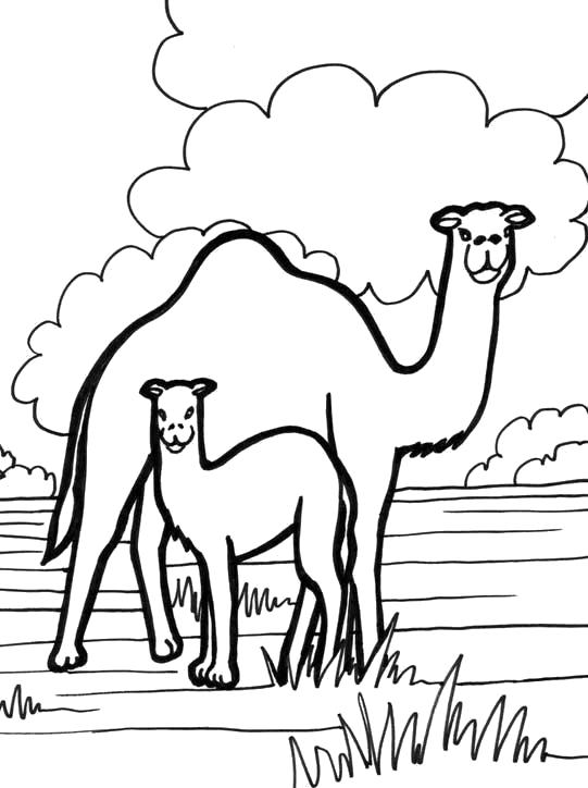 Раскраска верблюды. Дикие животные