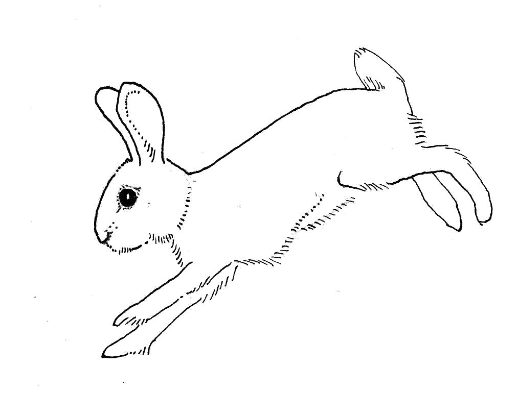 Название: Раскраска  заяц бежит. Категория: Домашние животные. Теги: Заяц.