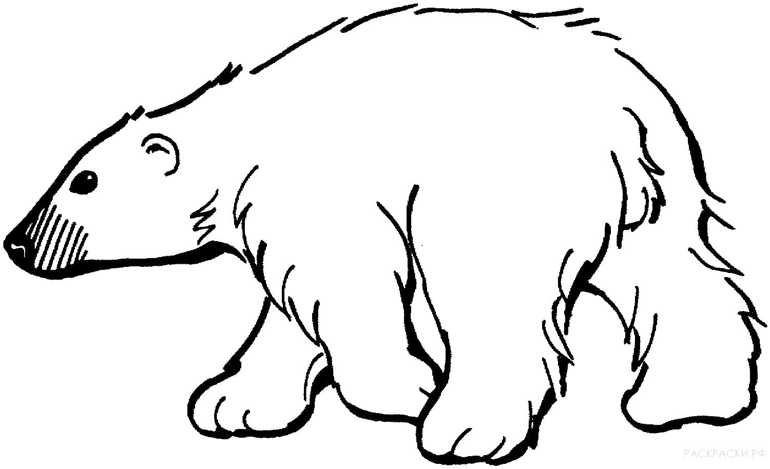 Название: Раскраска Белый медведь идёт. Категория: медведь. Теги: медведь.
