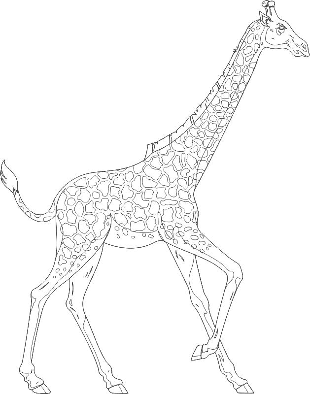 Раскраска  Жираф       детские     скачат игры бесплатно. Скачать жираф.  Распечатать жираф
