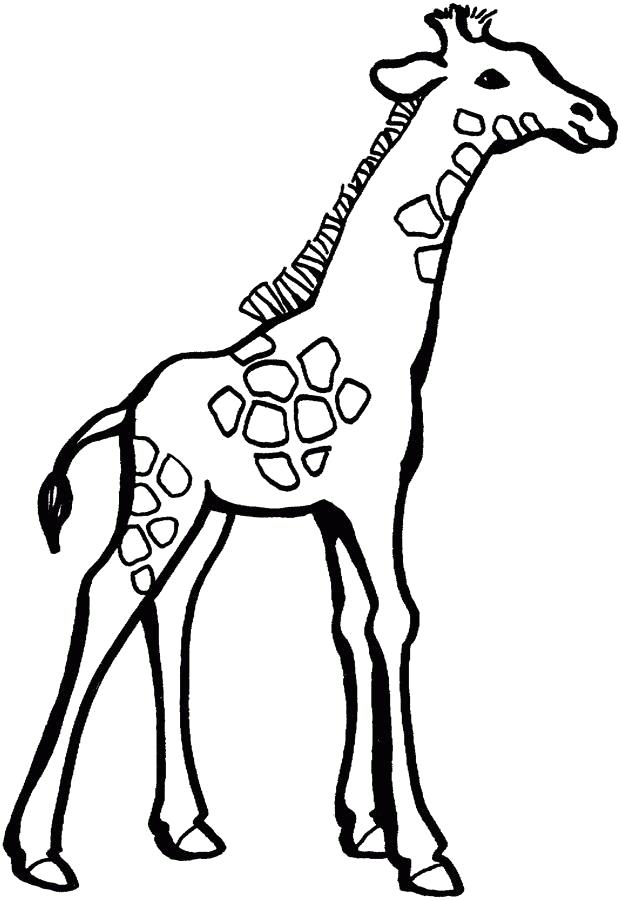 Название: Раскраска жираф со стразами. Категория: Дикие животные. Теги: жираф.