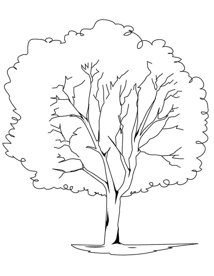 Название: Раскраска Детские раскраски для девочек и мальчиков. дерево с большой кроной . Категория: растения. Теги: дерево.