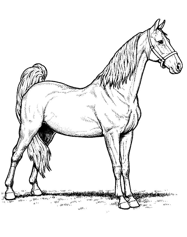 Название: Раскраска Детские раскраски с Лошадьми. Категория: Домашние животные. Теги: Лошадь.