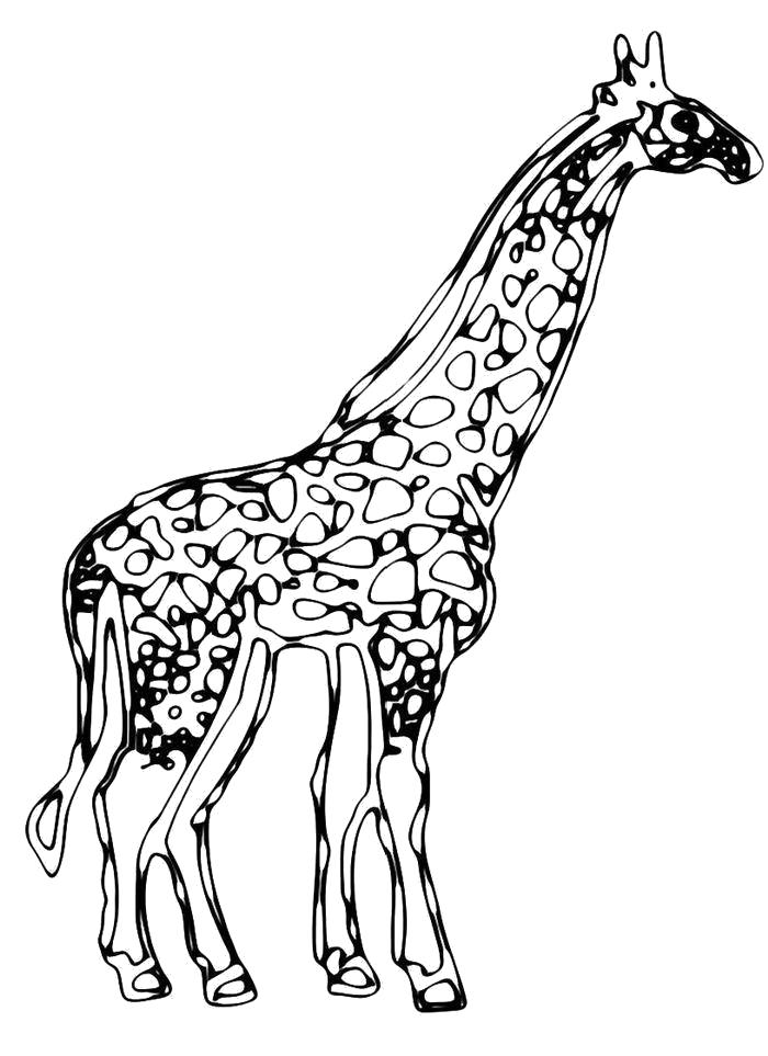 Раскраска  Стоящий жираф. Скачать жираф.  Распечатать жираф