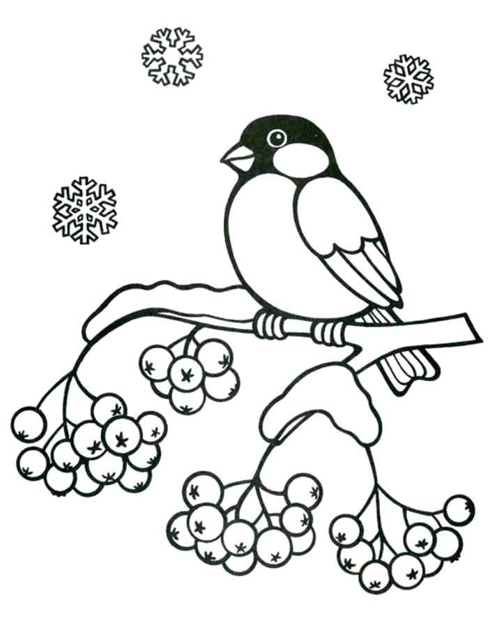 Раскраска Раскраска рябина зимняя и снегирь. ягоды