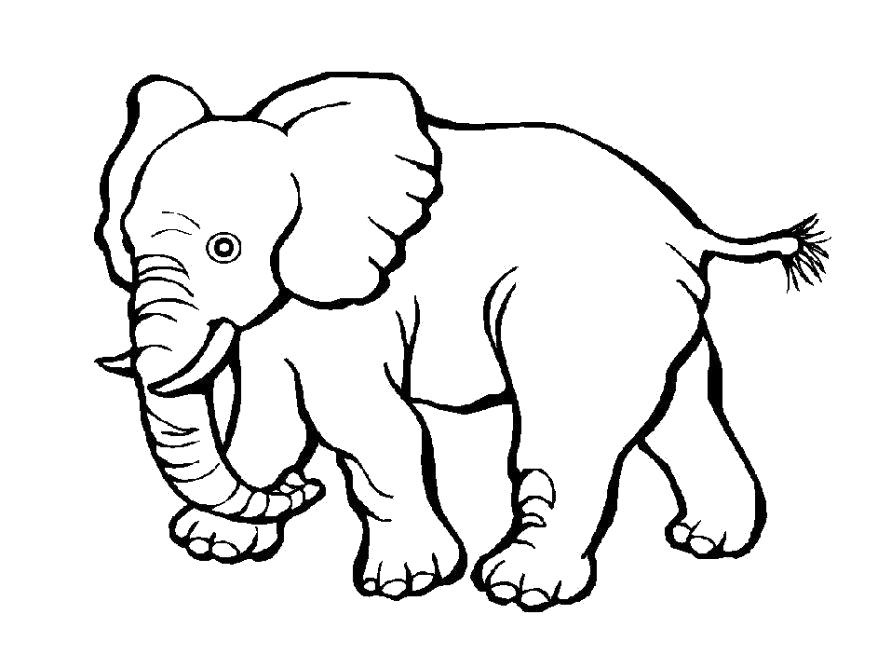 Раскраска  Слоненок. Скачать слон.  Распечатать Дикие животные