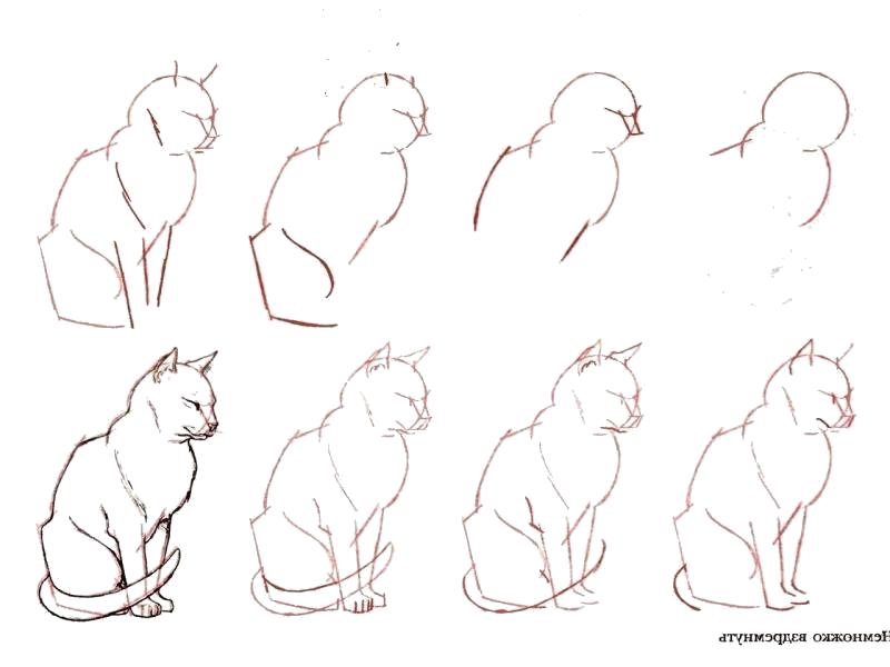 Раскраска Как нарисовать кота поэтапно. Скачать поэтапно.  Распечатать поэтапно