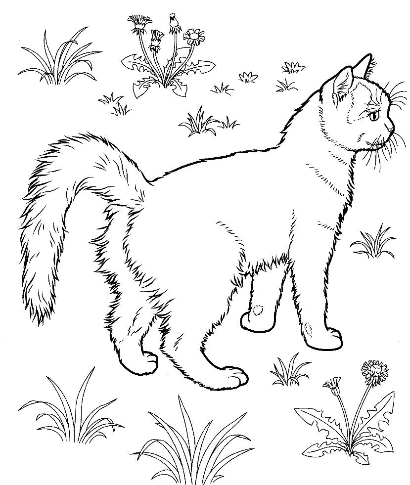Название: Раскраска Прогулка кошки. Категория: Домашние животные. Теги: кошка.