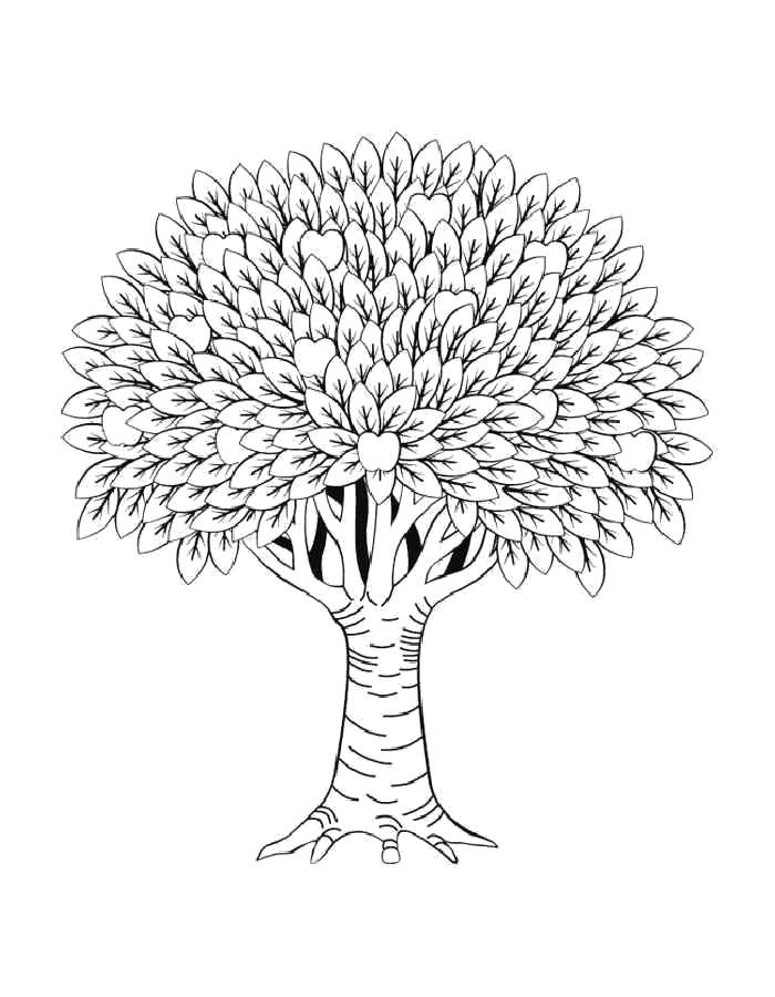 Название: Раскраска Раскраска дерево. Категория: Контуры дервеьев. Теги: дерево.