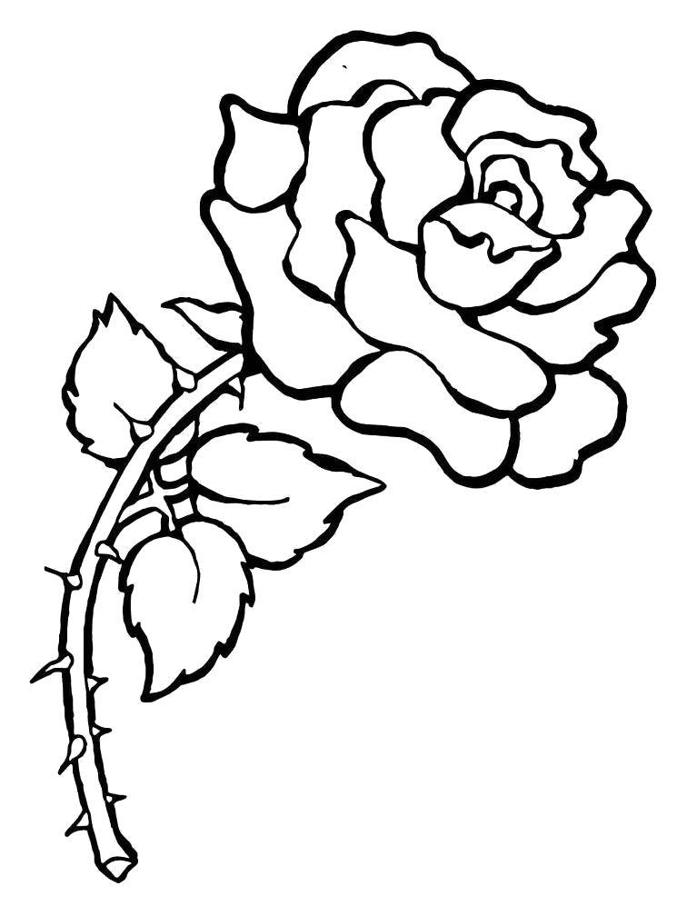 Раскраска Роза с шипами. 