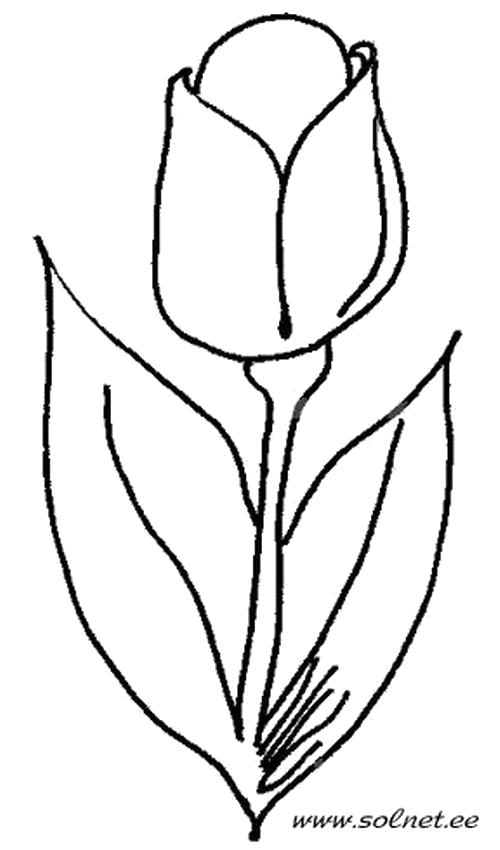 Раскраска Раскраска Тюльпан на ножке с широкими листьями. Цветы