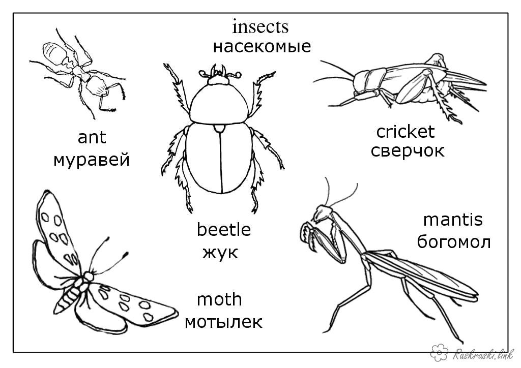 Раскраска Насекомые  насекомые богомол, мотылек, жук, муравей, сверчок, насекомые, детские   распечатать. Скачать Жук.  Распечатать Жук