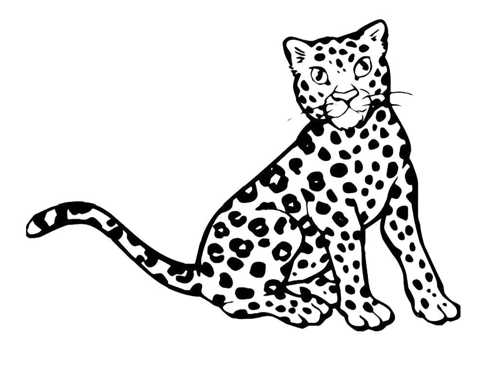 Название: Раскраска Раскраска леопард. Категория: леопард. Теги: леопард.