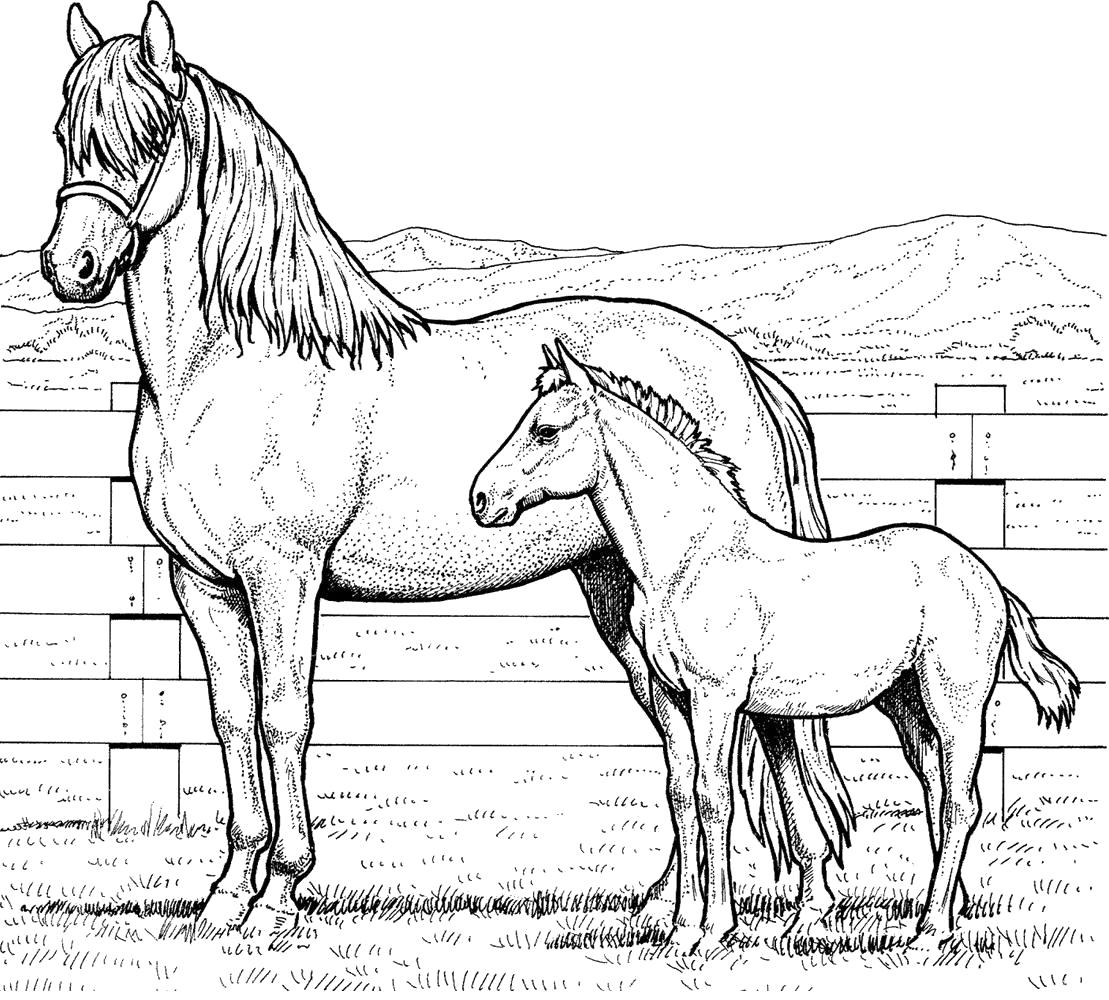 Раскраска раскраска лошадь с жеребёнком. Домашние животные