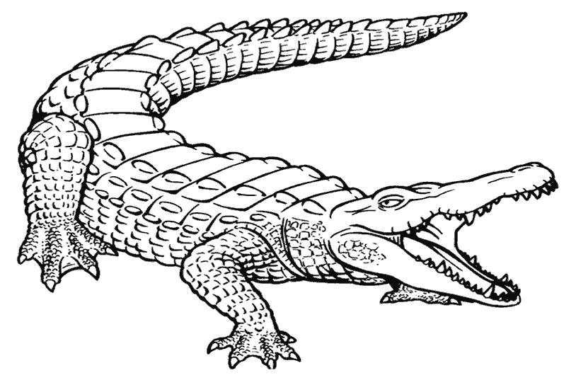 Раскраска  Рептилии  крокодил, рептилии. Скачать крокодил.  Распечатать Дикие животные