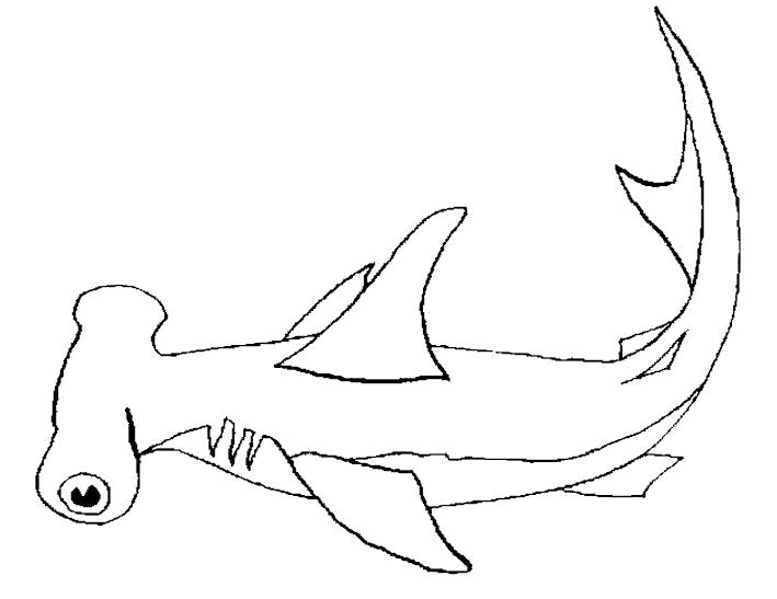 Раскраска акула молот. Акула