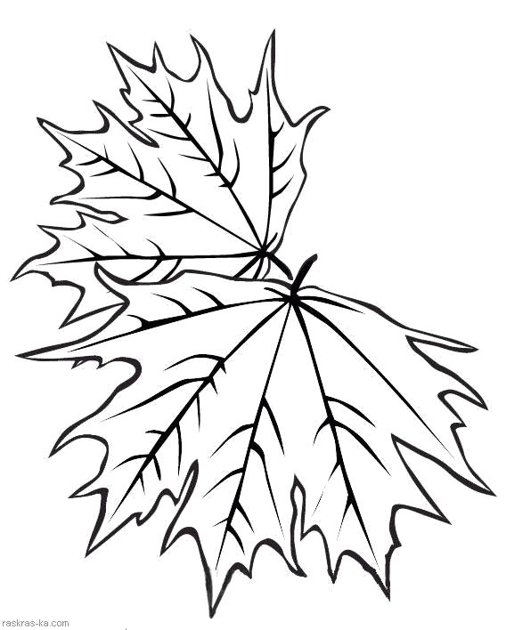 Название: Раскраска Кленовые листья - раскраска. Осень. Категория: Контуры листьев. Теги: Листья клена.