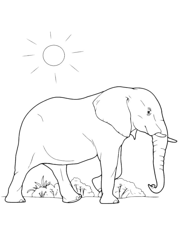 Название: Раскраска Раскраска Под солнцем. Категория: слон. Теги: слон.