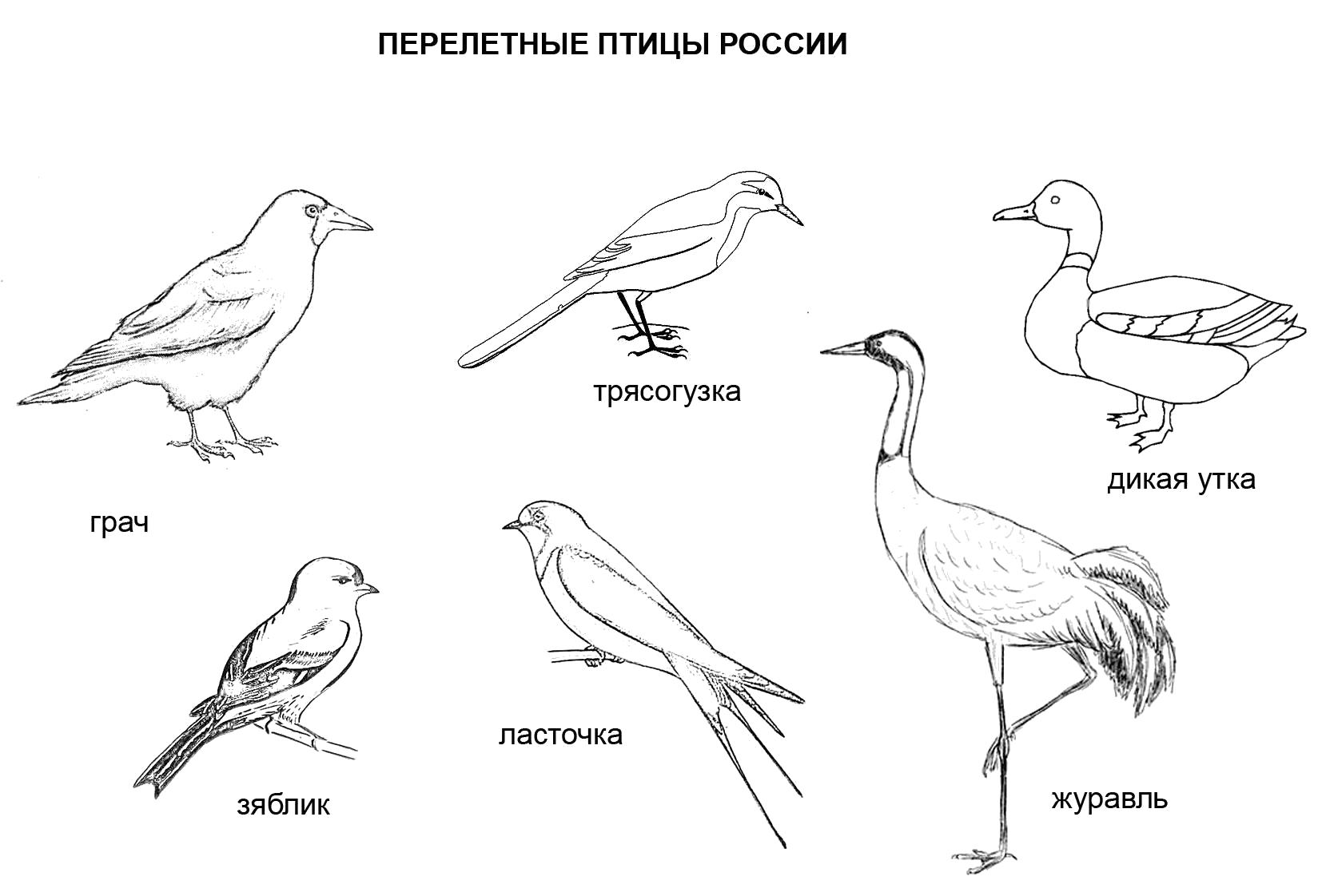 Название: Раскраска Перелетные птицы России. Раскраска. Категория: Птицы. Теги: Птицы.