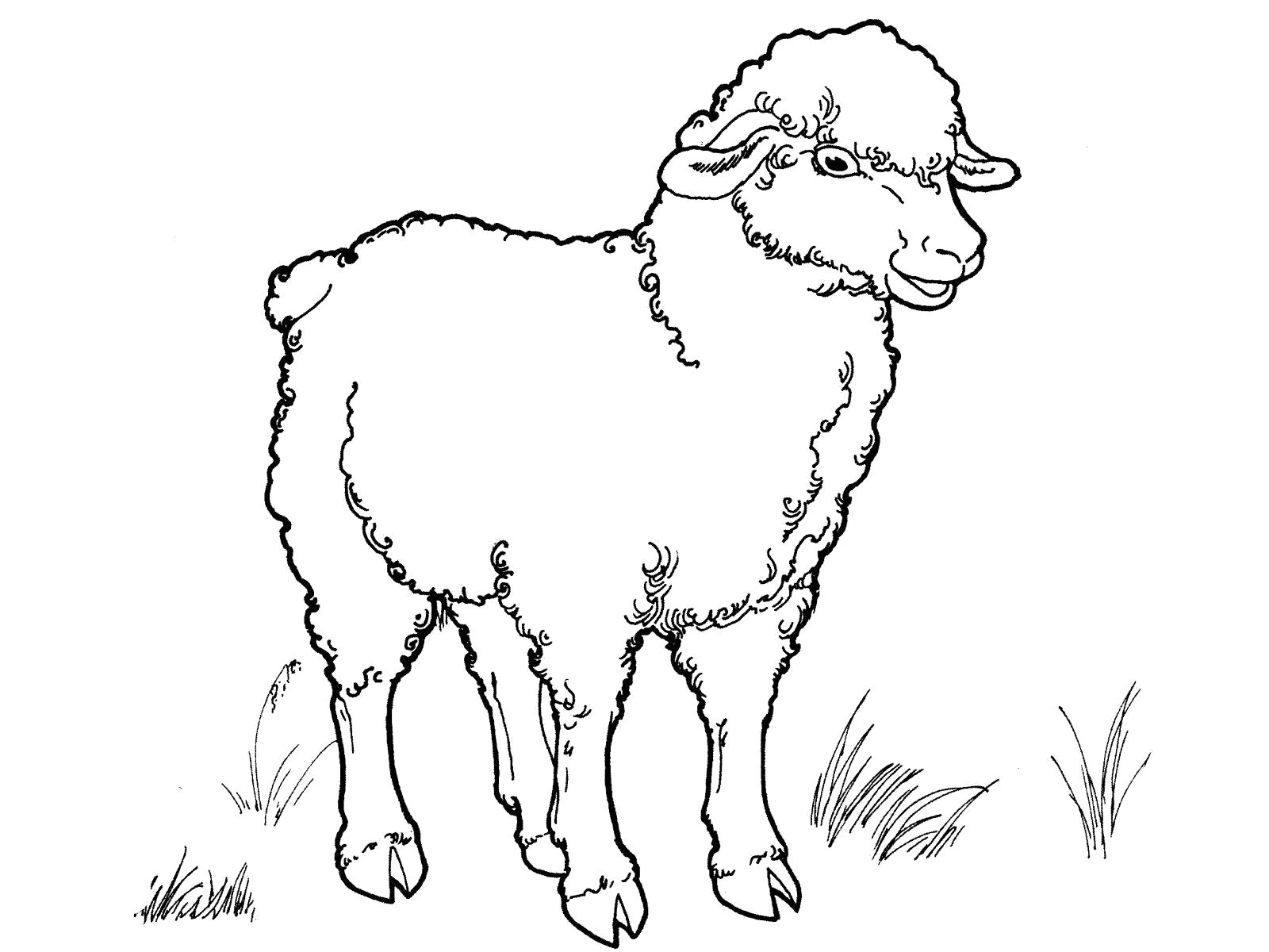 Раскраска - Домашние животные - Домашняя Овца | MirChild