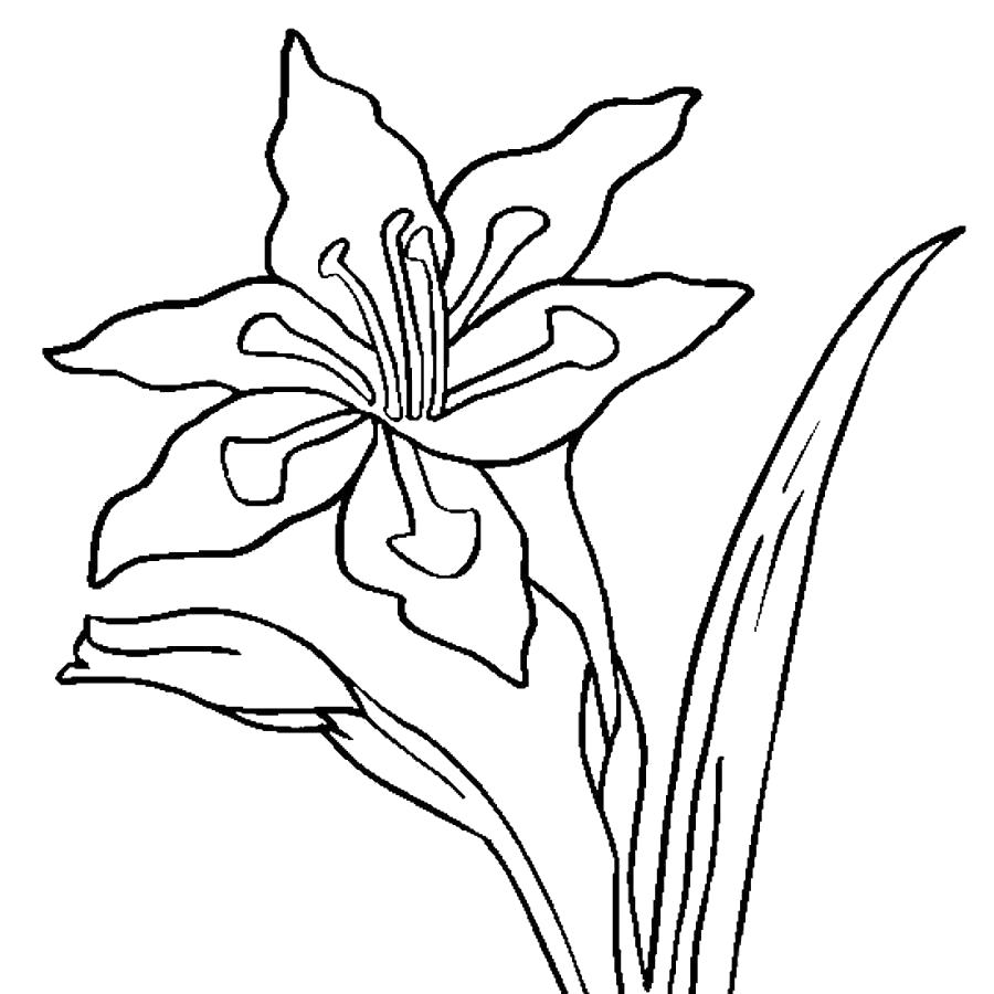 Название: Раскраска Большой цветок гладиолус, цветок, природа, красота. Категория: Цветок. Теги: Цветок.