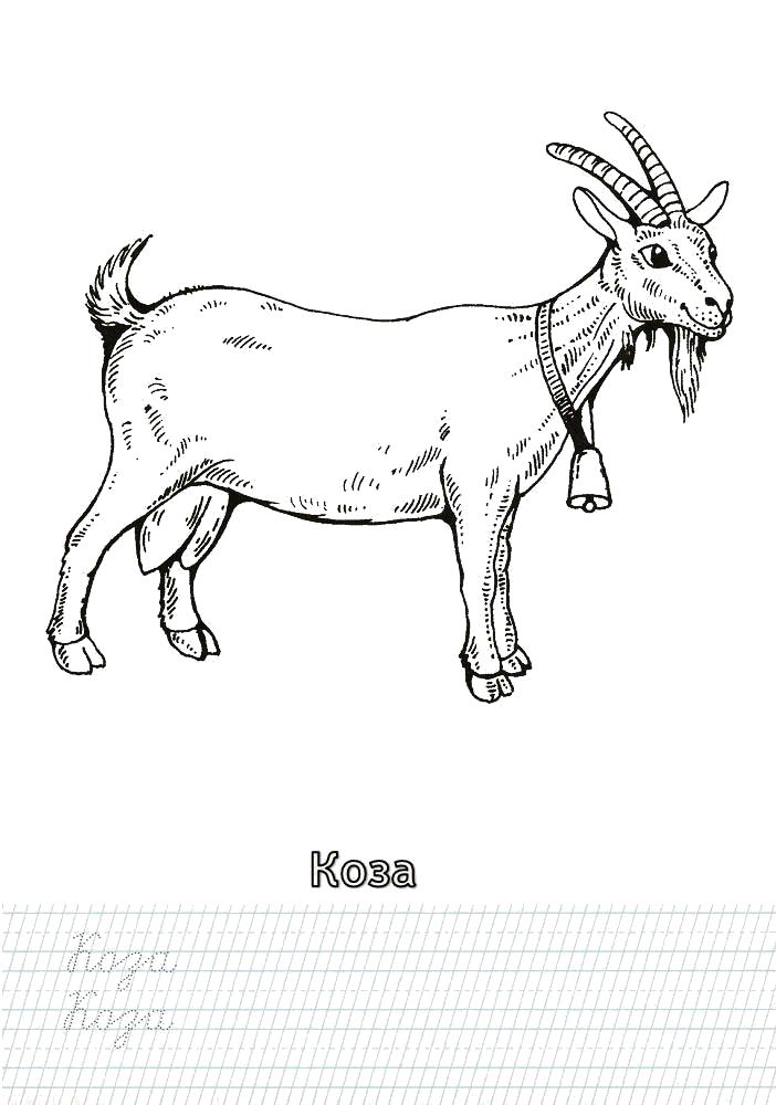 Название: Раскраска Раскраска коза. Категория: Домашние животные. Теги: Коза.