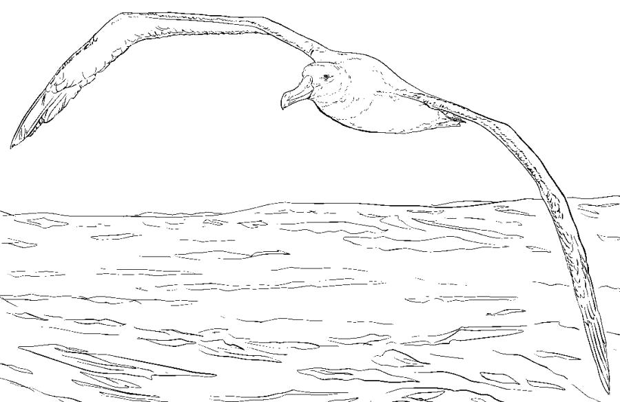 Название: Раскраска Чайка и море - . Категория: Чайка. Теги: Чайка.