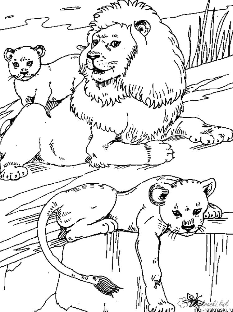 Раскраска Раскраски лев лев, львята,  скалы,. природа. Дикие животные