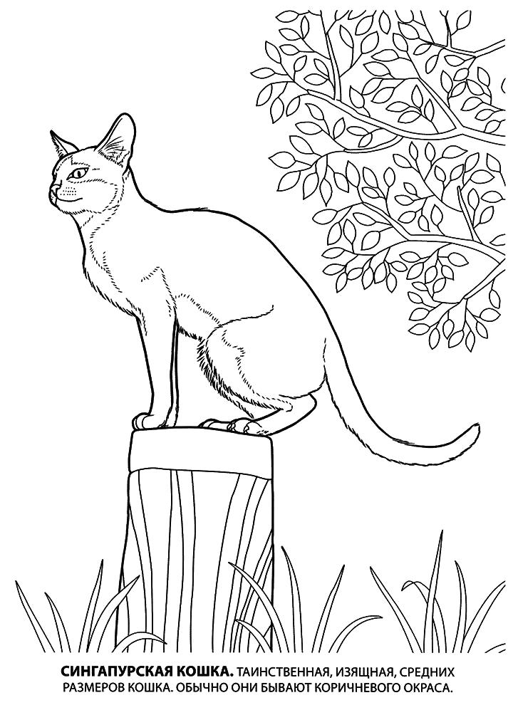 Раскраска Рисунок кошки. Скачать кошка.  Распечатать Домашние животные