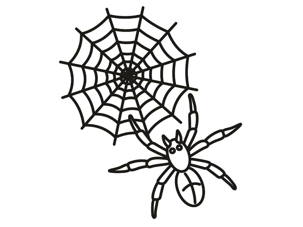 Раскраска паук около паутины. Паук