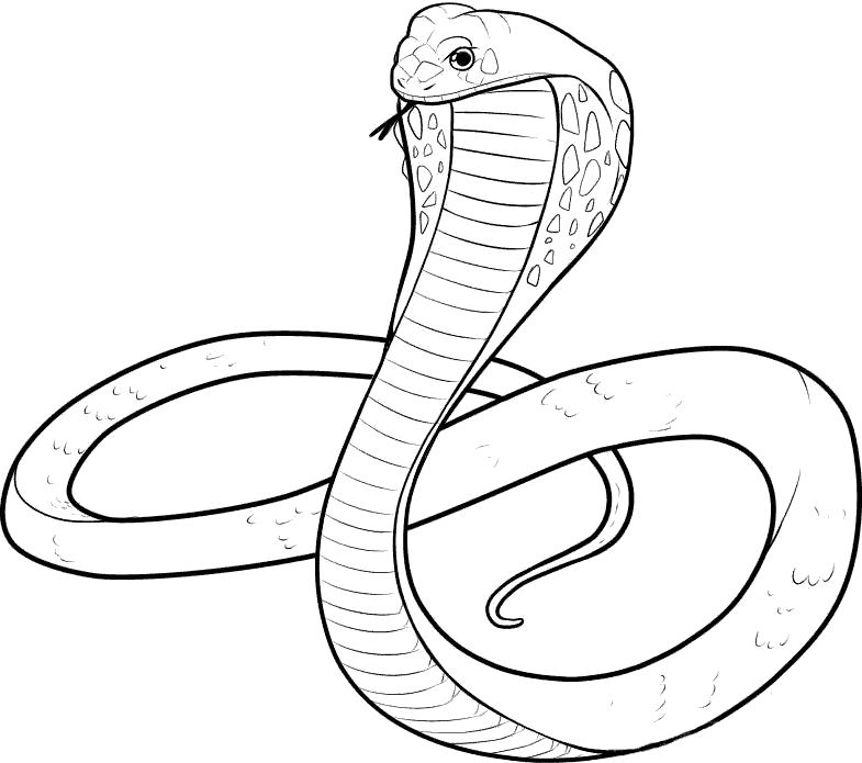 Название: Раскраска красивая кобра. Категория: Кобра. Теги: Кобра.