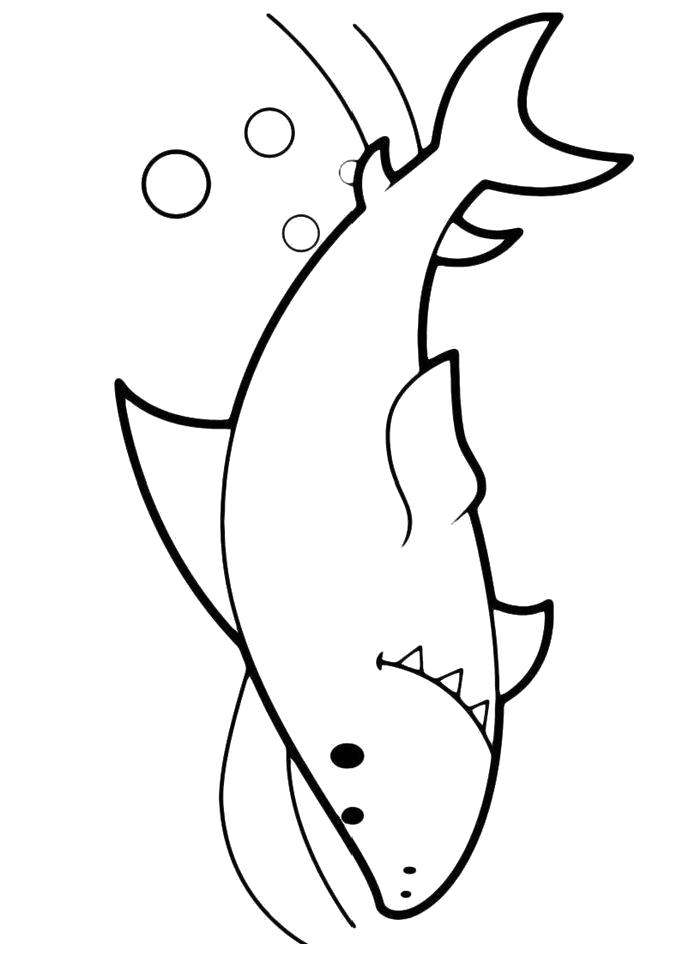 Раскраска  Акула. Скачать Акула.  Распечатать Морские животные