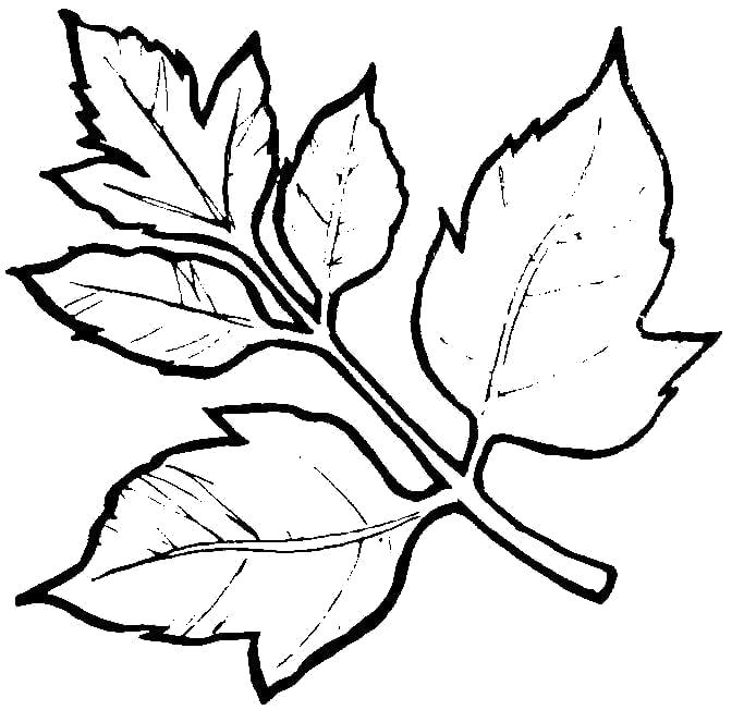 Раскраска листья шаблоны трафареты. Контуры листьев