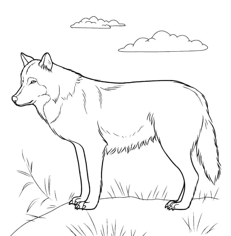 Раскраска Волк. животные