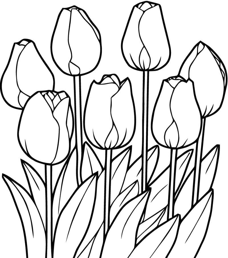 Название: Раскраска Красивые тюльпаны. Категория: . Теги: .