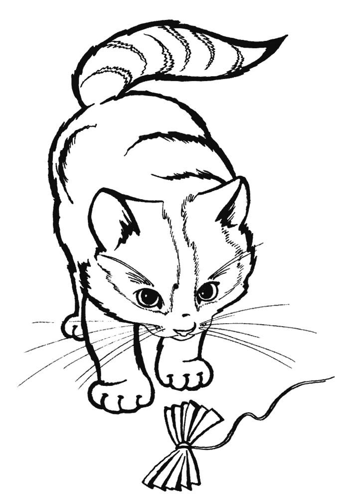 Раскраска Картинка котенка . Домашние животные