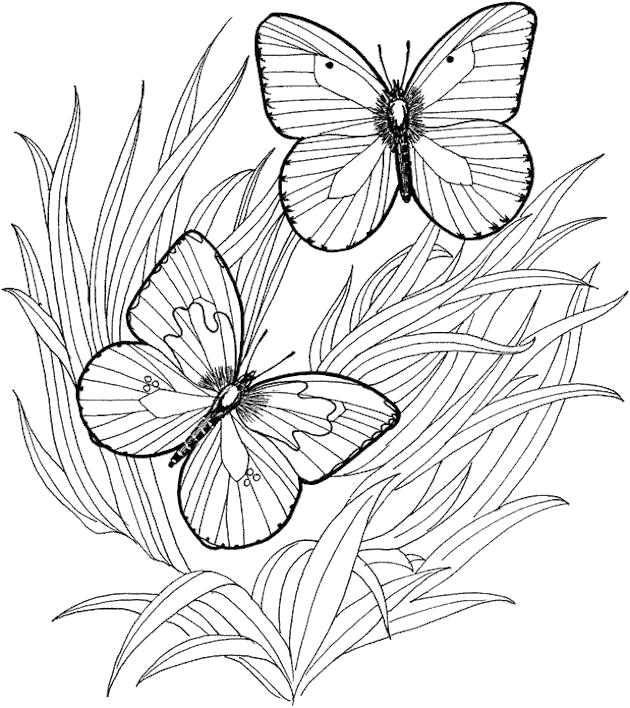 Название: Раскраска Две бабочки. Категория: Насекомые. Теги: Бабочки.