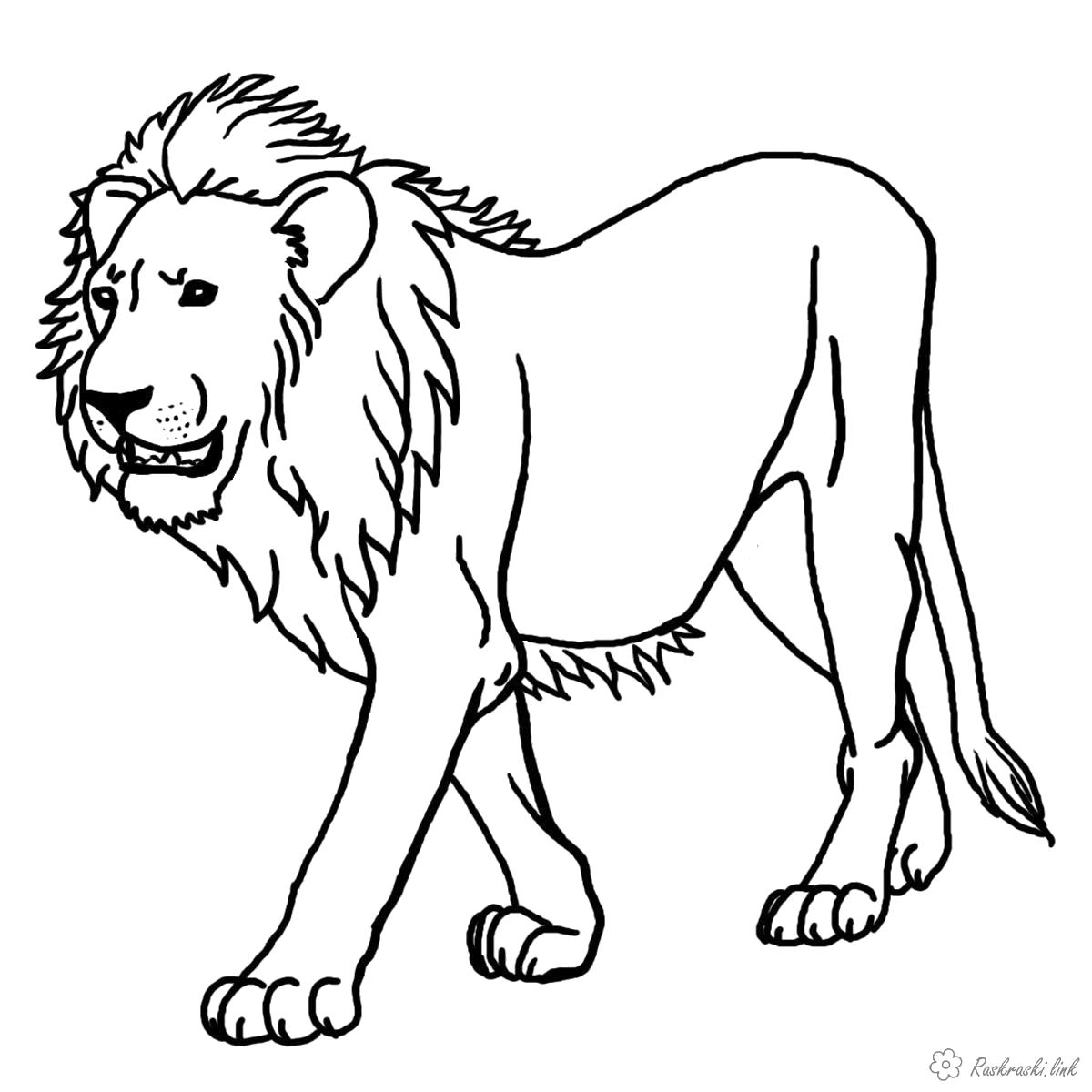 Раскраска Хищный лев. Дикие животные