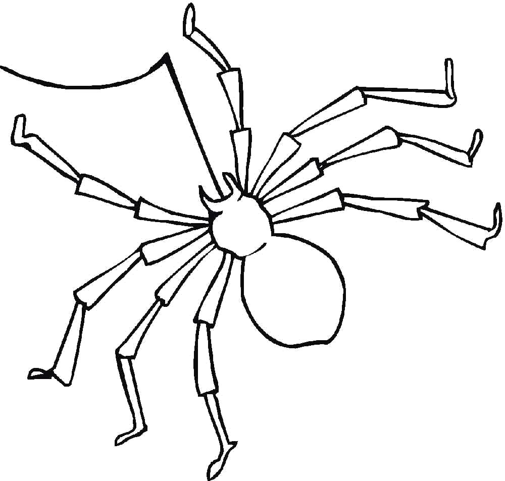 Название: Раскраска паутинка и паук. Категория: Паук. Теги: Паук.
