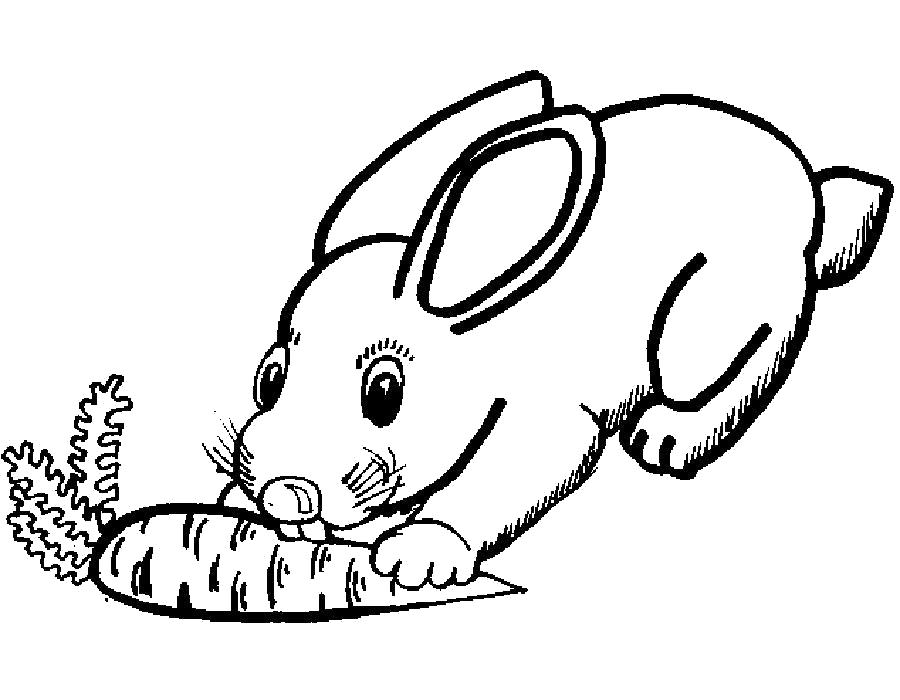 Раскраска Раскраска кролик, кролик ест марковку. Кролик
