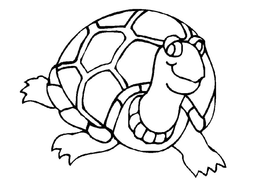 Раскраска Раскраска черепаха. Дикие животные