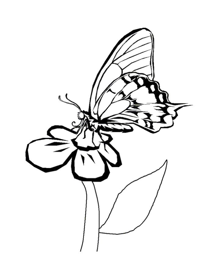 Название: Раскраска Раскраска бабочка красивая. Категория: Бабочки. Теги: Бабочки.