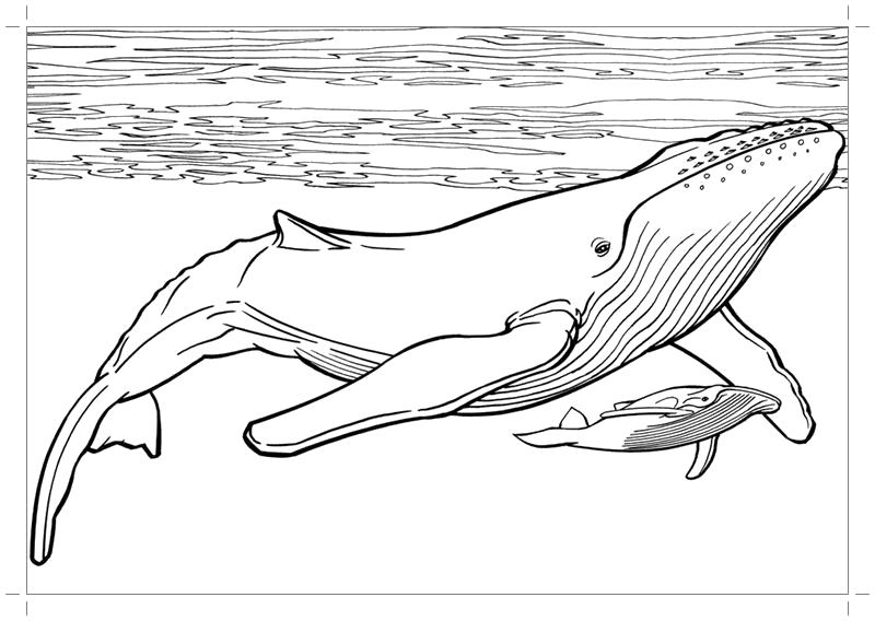 Раскраска  синий кит. Скачать Кит.  Распечатать Морские животные