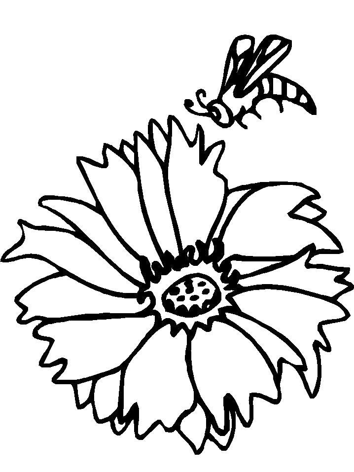 Раскраска Пчела над цветком. Скачать Пчела.  Распечатать Насекомые