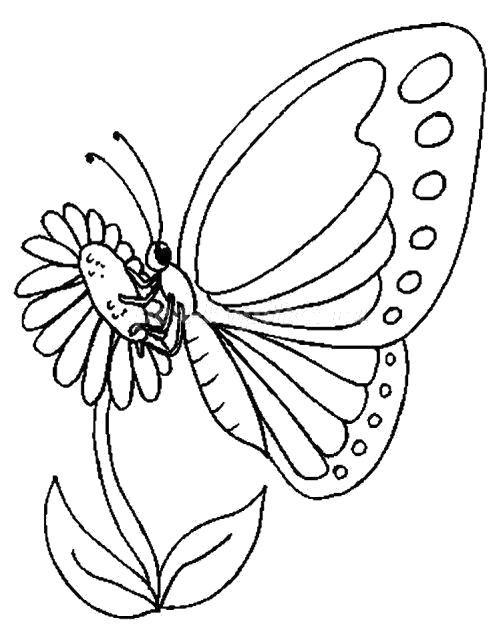 Название: Раскраска Бабочка собирает нектар. Категория: . Теги: .