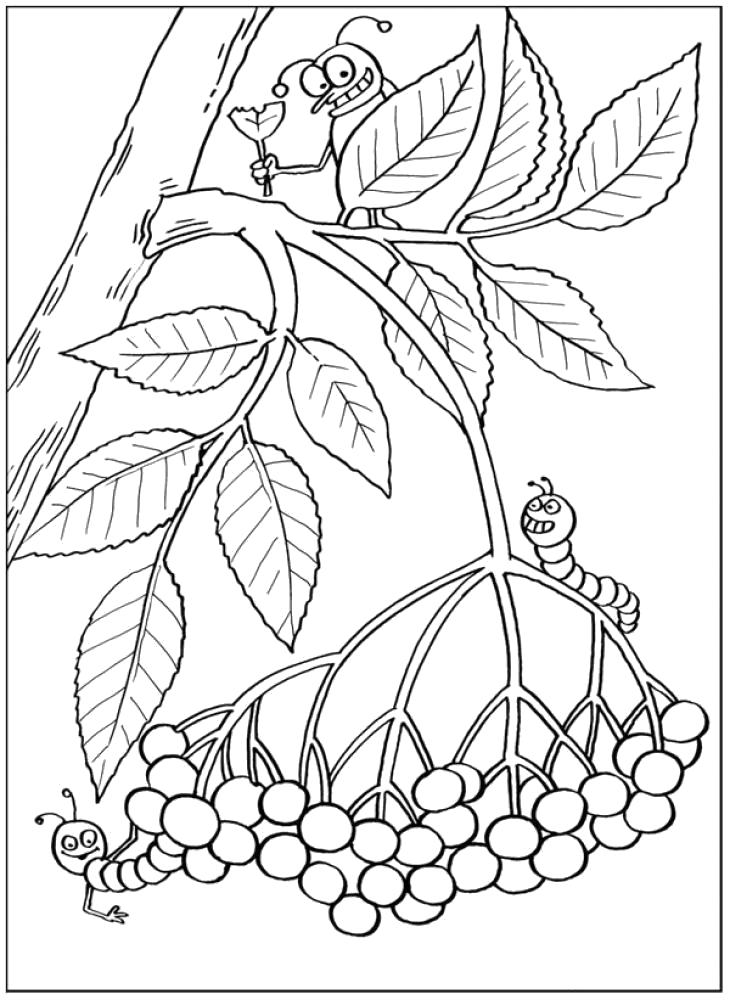 Раскраска Раскраски растения раскраски растения, природа, ягоды, листья . Контуры листьев