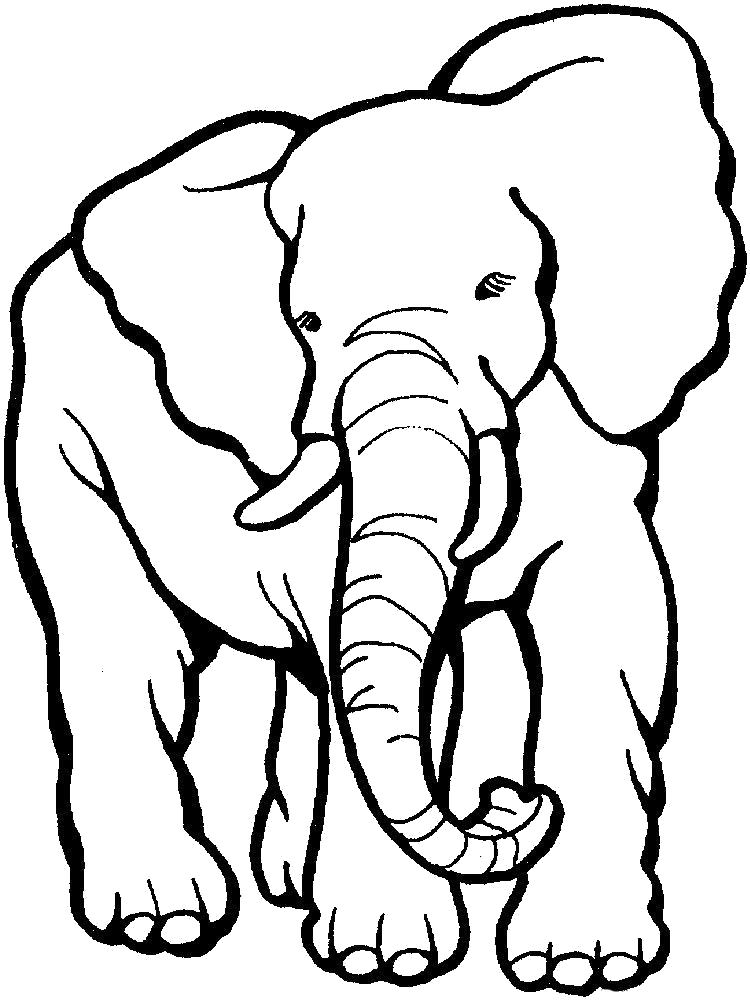 Раскраска Раскраска слон. 