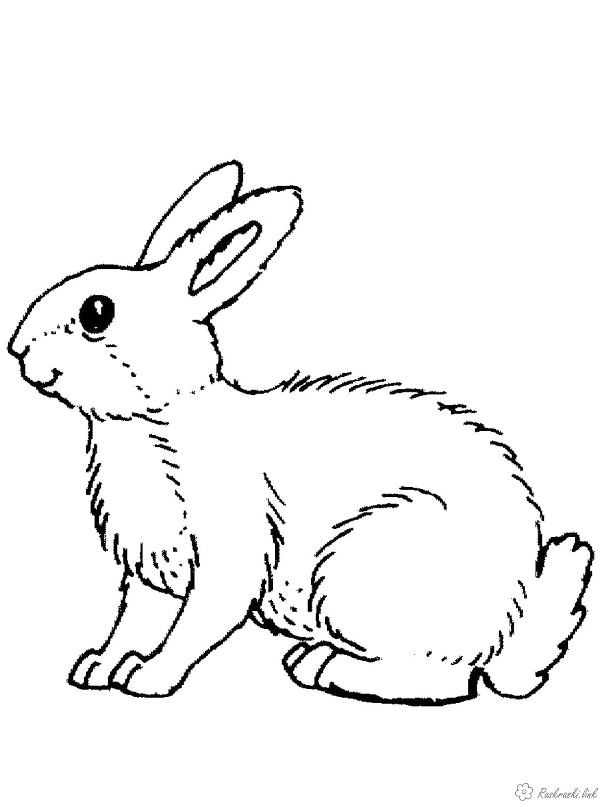 Раскраска  заяц. Домашние животные